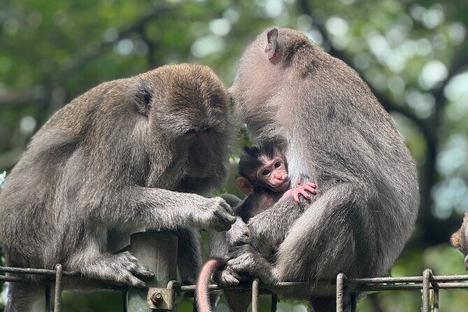 Ubud Day Tour with Private Car & Local Driver - Seminyak Pickup and an AC Ride That Actually Matters