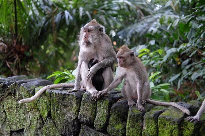 Ubud Experience ; Swing, Waterfalls, Art Market, Rice Terrace - Kuta to Ubud: why this “highlights” day feels efficient