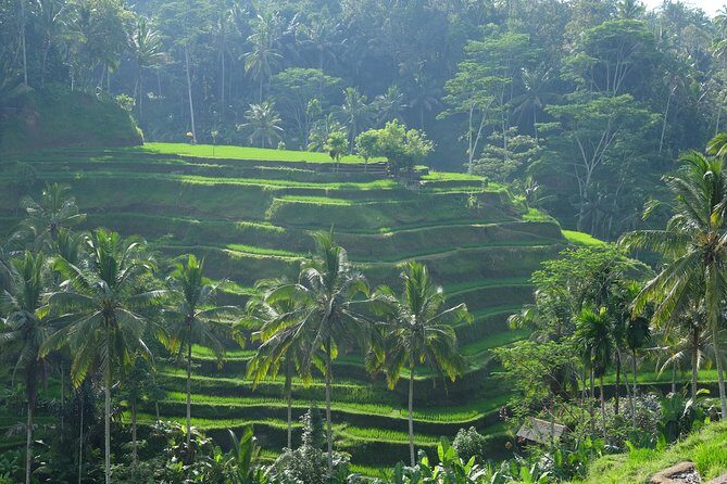 Ubud Experience ; Swing, Waterfalls, Art Market, Rice Terrace - Kumulilir Swing stop: fun views with a real-world timing strategy