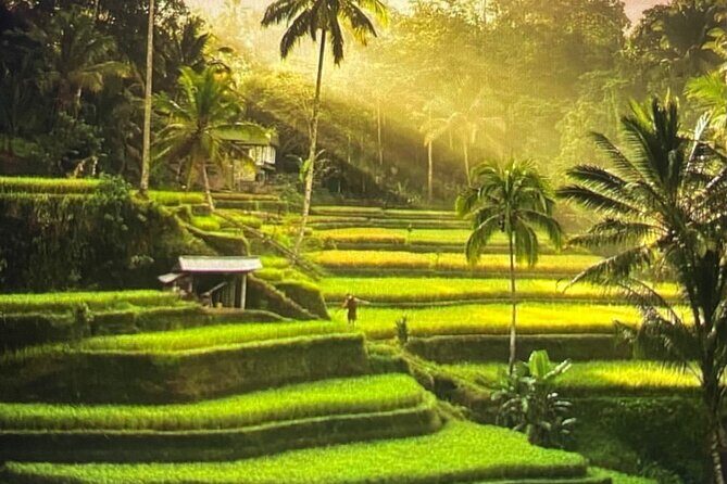 Ubud Highlight Rice Terrace,Waterfall,Temple and Art village - Key things to know before you go