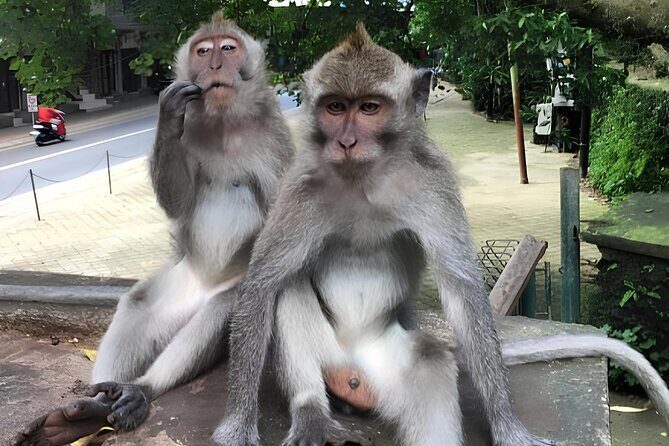 Ubud Highlights Rice Terraces, Temple, Waterfall & Monkeys forest - Tegalalang Rice Terraces: swings, viewpoints, and photo timing