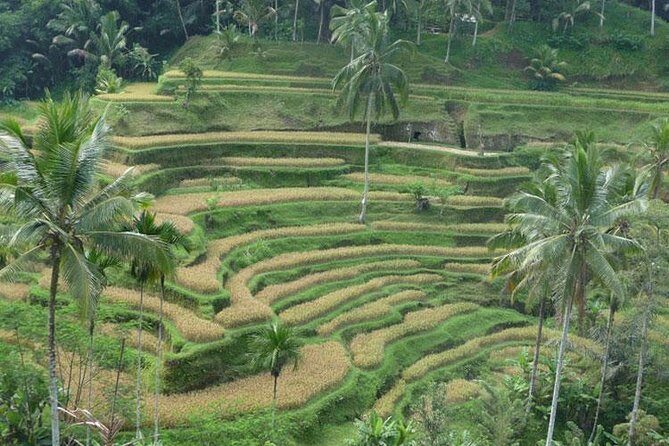 Ubud Kintamani Tour - Price and value: what your $60 covers (and what it doesn’t)