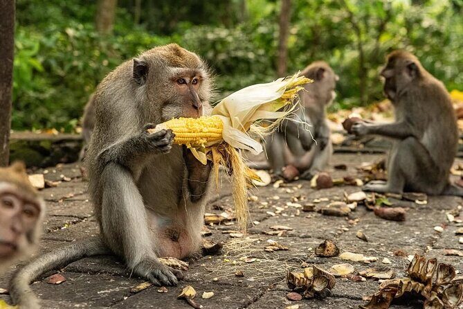 Ubud Monkey Forest - Rice Terrace - Jungle Swing - Water Temple - How the Ubud highlights day trip runs (from Kuta, with a long but efficient route)
