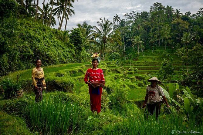 Ubud Monkey Forest - Rice Terrace - Jungle Swing - Water Temple - Tegalalang rice terraces: the view is the point, and it’s worth the time