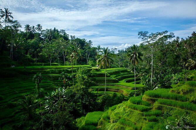 Ubud Monkey Forest - Rice Terrace - Jungle Swing - Water Temple - Bali swing with rice-terrace views: the fun stop that adds height and photos