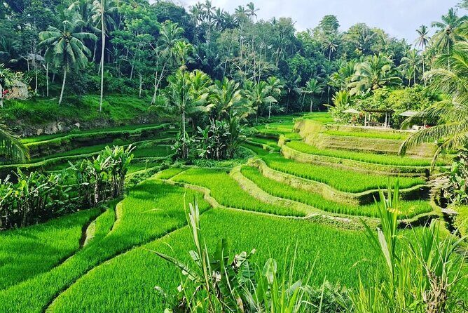 Ubud Monkey Forest - Rice Terrace - Jungle Swing - Water Temple - Tirta Empul Temple: holy water and a clear cultural rule