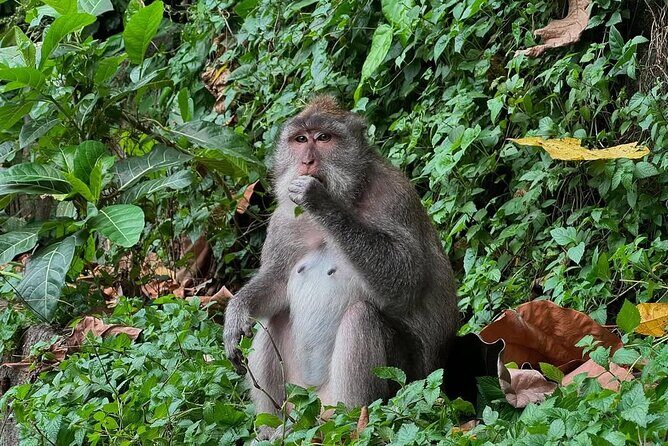 Ubud Monkey Forest - Rice Terrace - Jungle Swing - Water Temple - Sacred Monkey Forest Sanctuary: close encounters in a jungle setting