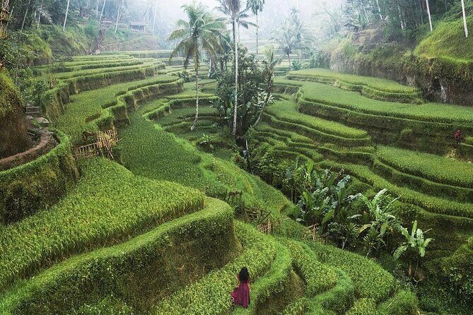Ubud Private Full-Day Tour - Tegalalang Rice Terrace: A Photo Walk With Farmer Daily Life