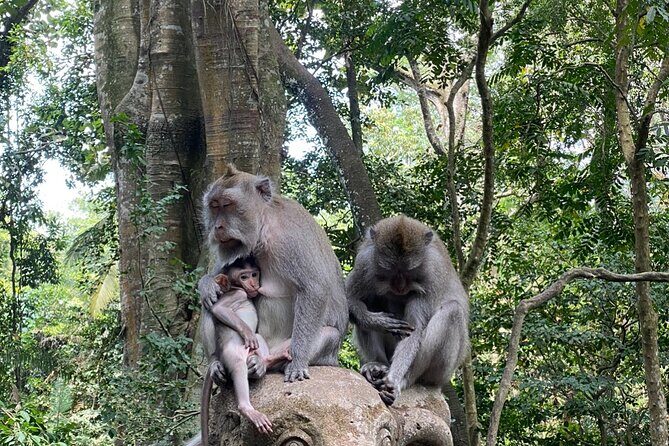 Ubud Private Tour: Monkey Forest, Rice Terrace, Temple, Waterfall - Sacred Monkey Forest Sanctuary: Temples and 700 Macaques