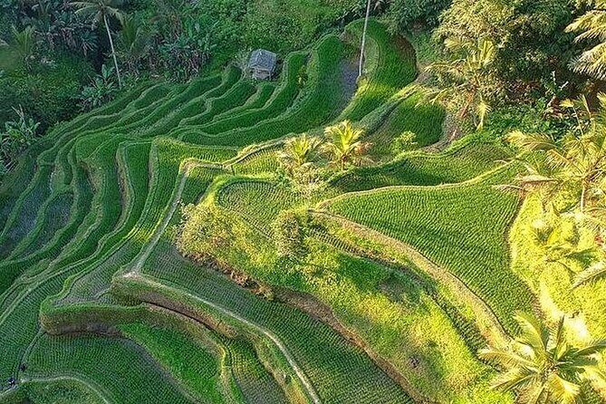Ubud: Swing - Monkey Forest - Waterfall - Temple - Rice Terraces - Art Crafts - FAQ