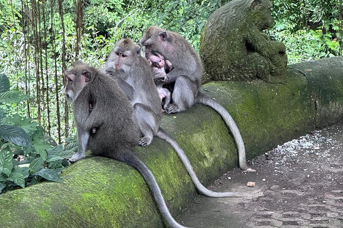 Ubud Top Tours to Discover Bali’s Cultural and Natural Wonders - A full day built around Ubud’s most visit-worthy mix