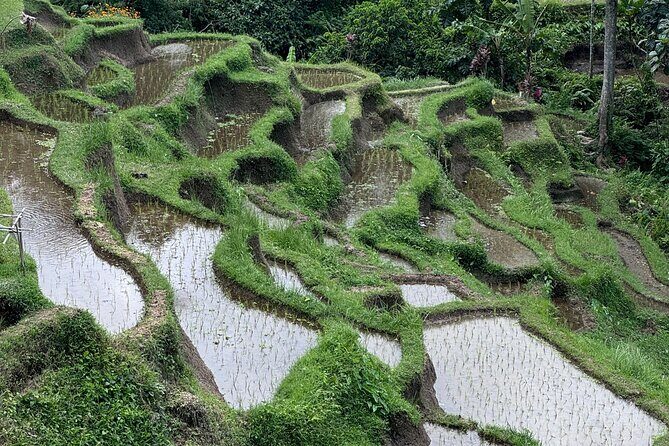 Ubud Top Tours to Discover Bali’s Cultural and Natural Wonders - Stop 2: Ulu Petanu Waterfall for jungle calm and a possible swim