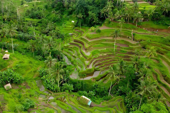 Ubud Village, Waterfall and Kintamani Volcano Tour - Tegalalang Rice Terrace: terraces that make the geometry feel real
