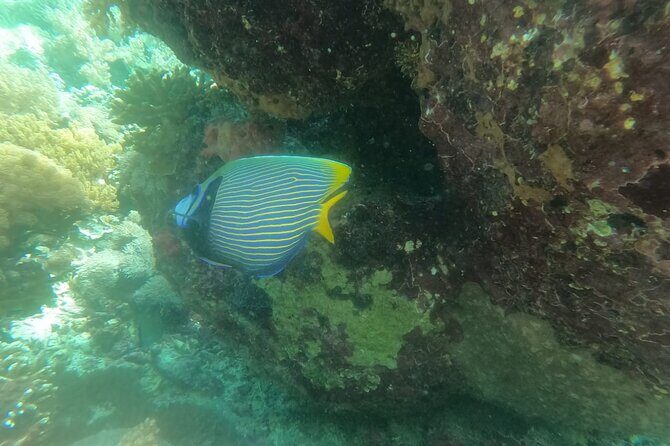 West Nusa Penida With Snorkeling Private Guided Tour - Crystal Bay for Turtles and Colorful Reef Views